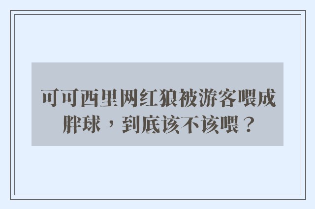 可可西里网红狼被游客喂成胖球，到底该不该喂？