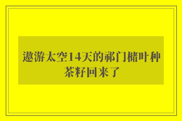 遨游太空14天的祁门槠叶种茶籽回来了