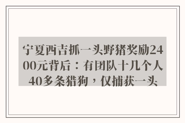 宁夏西吉抓一头野猪奖励2400元背后：有团队十几个人40多条猎狗，仅捕获一头