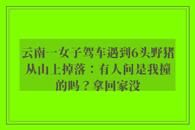 云南一女子驾车遇到6头野猪从山上掉落：有人问是我撞的吗？拿回家没