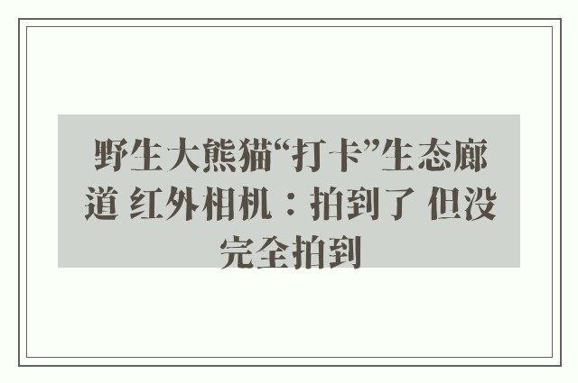 野生大熊猫“打卡”生态廊道 红外相机：拍到了 但没完全拍到